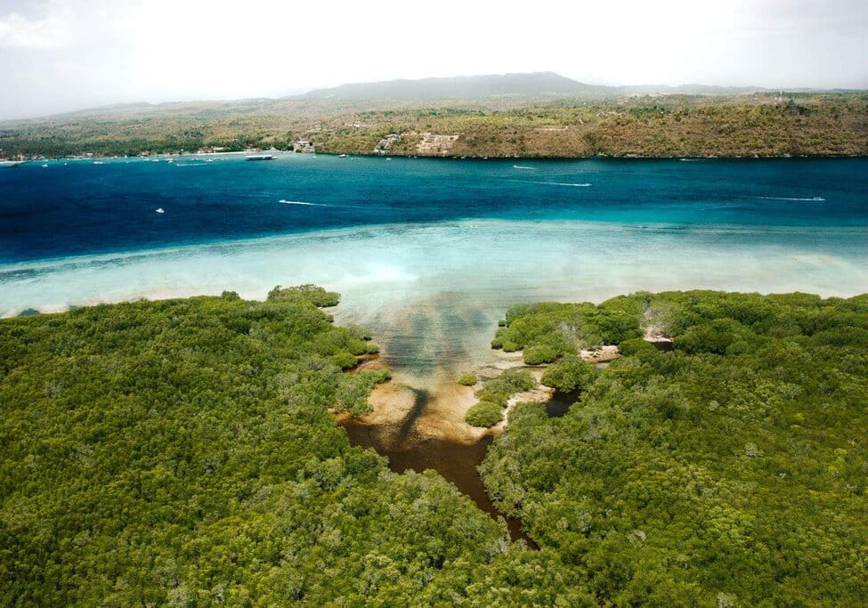 Snorkeling in Mangrove Point