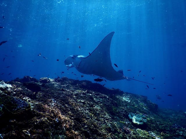 Snorkeling in Manta Bay