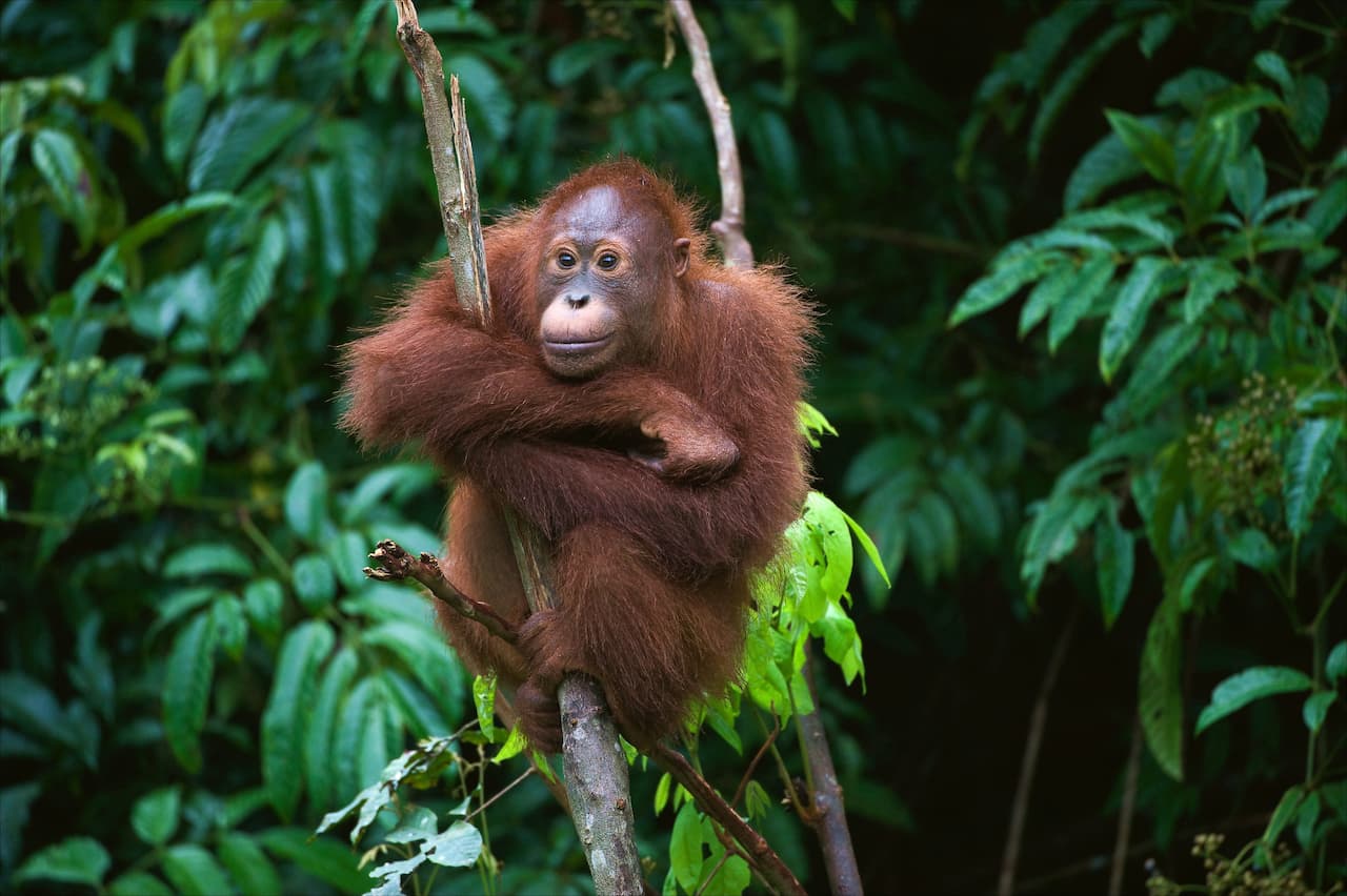Orangutan Experience