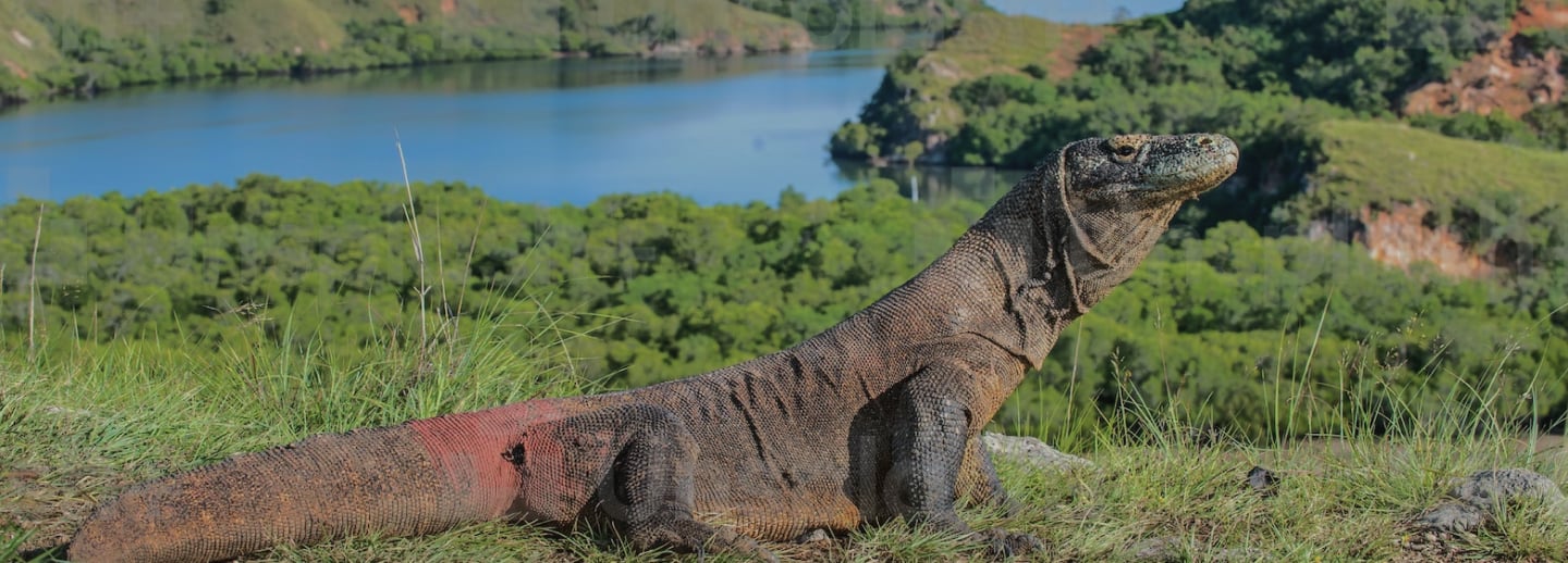 Komodo Island Tour: The Ultimate Guide to Exploring the Land of Dragons