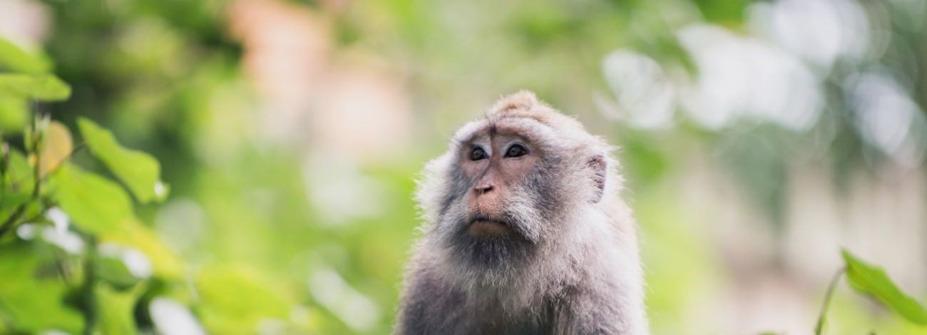Ubud's Iconic Monkey Forest Must-Visit Attraction