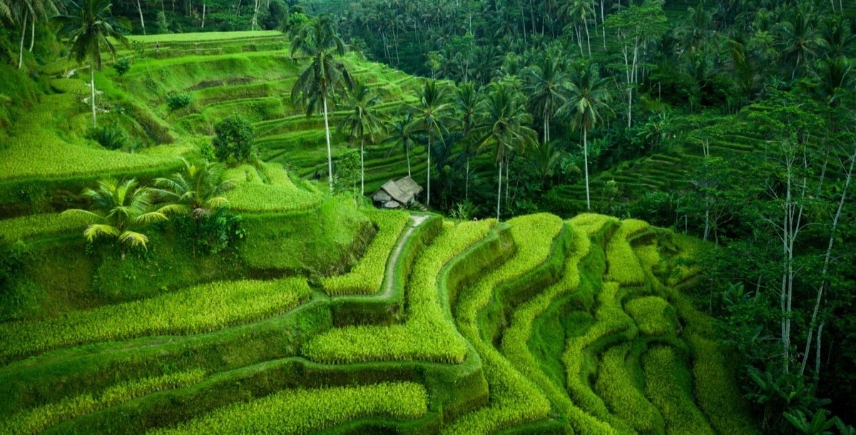 Finding Tranquility in Ricefield Ubud: Embracing Bali's Natural Splendor in the Heartland