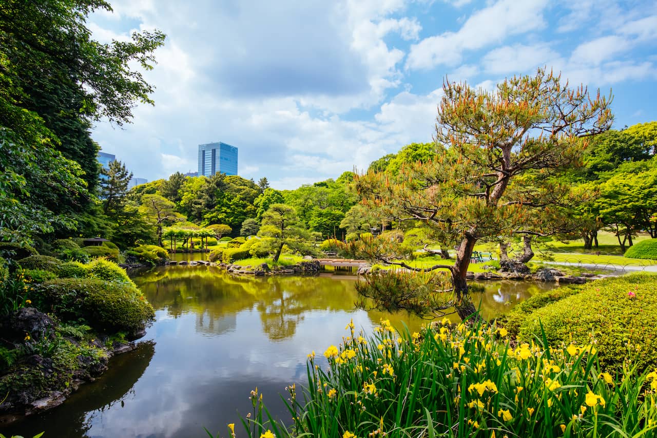 Tokyo city tour and visit famous spot Cherry Blossom