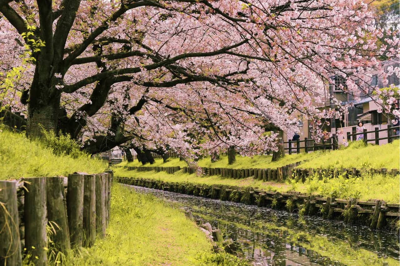 Experience the Blossoming Season of Japan